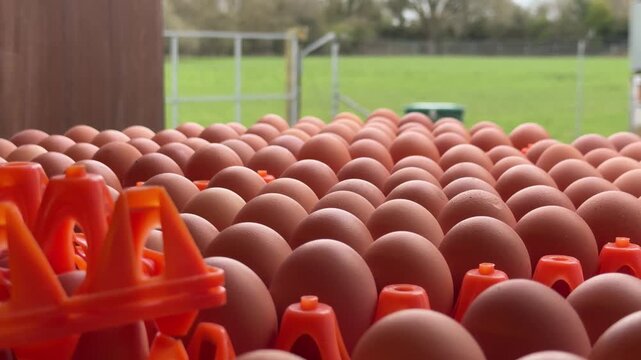 Fresh brown chicken eggs outdoors slow motion