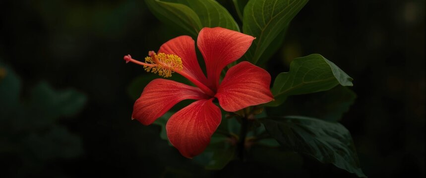 Royal Poinciana flower captured during peak blooming season