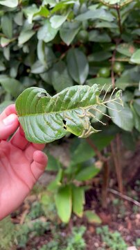 Insect Eating Green Leaf in Natural Environment - Inseto comendo folha verde em ambiente natural