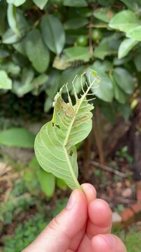 Insect Eating Green Leaf in Natural Environment - Inseto comendo folha verde em ambiente natural