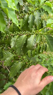 Green Coffee Beans Growing on Coffee Plant - Gr&atilde;os de caf&eacute; verdes crescendo na planta