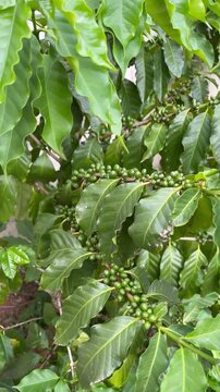 Green Coffee Beans Growing on Coffee Plant - Gr&atilde;os de caf&eacute; verdes crescendo na planta