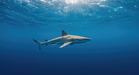 Fototapeta premium Sand tiger shark hunting in full length profile within temperate ocean zones