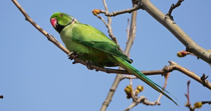Male Rose-ringed parakeet (psittacula krameri), perched on branches, Montpellier, Southern France.