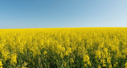 Obraz premium Golden wild mustard blooms in open field beneath blue sky with designated copy space