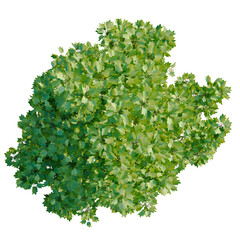 Obraz premium Liriodendron tulipifera Fastigiatum tree plan, top view, cutout, transparent background, isolate, Detailed Green Maple Tree Branch with Leaves, Natural Foliage, Isolated on Background