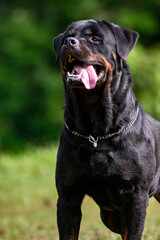 Fototapeta premium Rottweiler Dog Portrait – Powerful Working Breed