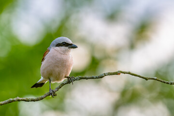 Fototapeta premium Red-backed Shrike (Lanius collurio) perched on thin branch with blurred green foliage background