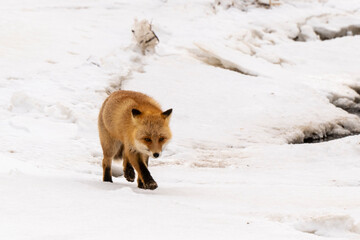 Obraz premium Renard roux