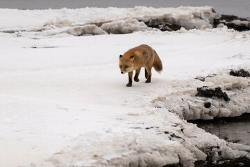 Obraz premium Renard roux