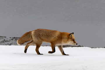 Obraz premium Renard roux