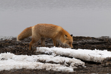 Obraz premium Renard roux