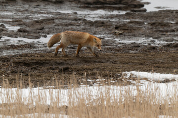 Obraz premium Renard roux