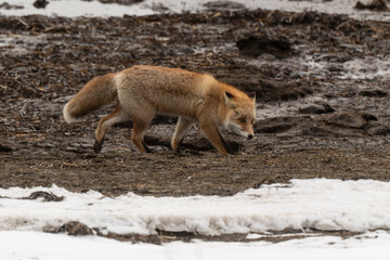 Obraz premium Renard roux