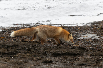 Fototapeta premium Renard roux