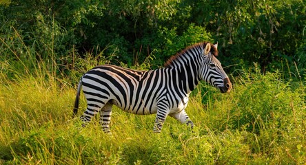 Obraz premium Majestic zebra enjoying a sunny day walking through dense green savanna