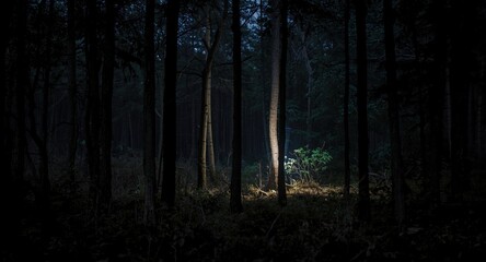 Obraz premium Enigmatic forest vista illuminated by a bright flash at night