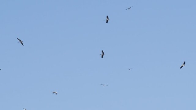 White storks circling on thermal updrafts during spring migration