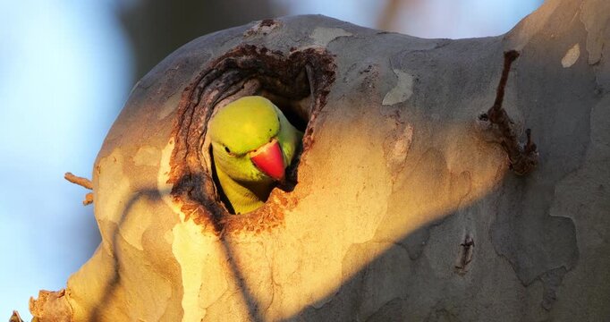 Female Rose-ringed parakeet (psittacula krameri), nesting in a Platanus tree, Montpellier, Southern France.
