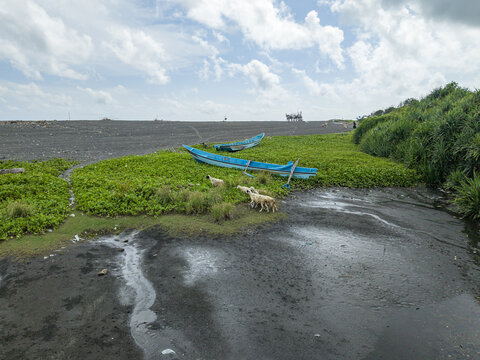 Aerial view of sheep and bright blue boats resting on vibrant green vegetation against a dark, wet shore, Downstream of the Opak River, Bantul, Daerah Istimewa Yogyakarta, Indonesia.