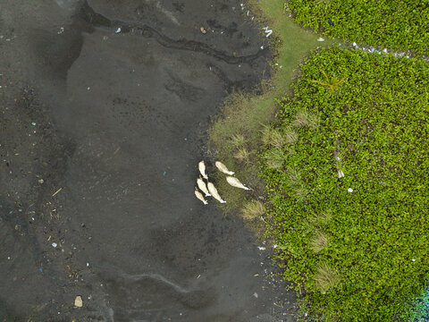 Aerial view showing the striking contrast between the dark, textured bed of the Opak River and the vibrant green vegetation with goats grazing, Bantul Regency, Indonesia.