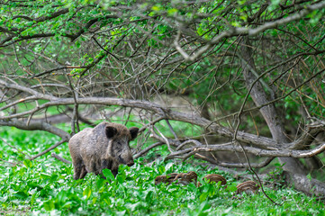 Wild boar walking on green forest floor with piglets under low tree branches © Jan Rozehnal