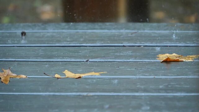 Fallen leaves of Pin Oak (Quercus palustris) or Northern Red Oak (Quercus rubra) with characteristic pointed lobes lie on wooden boards under the rain near Princeton, New Jersey