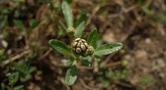 Forgotten edible Thlaspi arvense plant with spice seeds in natural setting