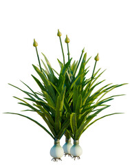 Allium caeruleum tree, elevation, front view, cutout, transparent background, isolate, Close-up of...