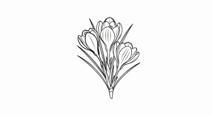 Fototapeta premium A delicate line drawing of three blooming crocuses with long green leaves