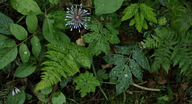 Natural forest scene with chicory, centaury flowers and dew covered fern leaves