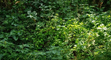 Obraz premium Overgrown verdant landscape with rich plant life on a bright summer day