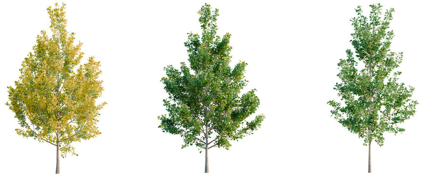 Ginkgo biloba Princeton Sentry tree, elevation, front view, cutout, transparent background, isolate, Autumn Maple Tree with Vibrant Yellow Leaves, Detailed Branch Structure, Natural Beauty