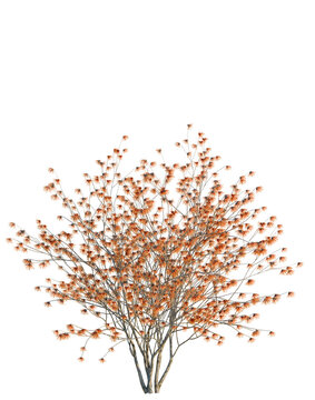 Hamamelis x Intermedia tree, elevation, front view, cutout, transparent background, isolate, Detailed close-up of a blooming tree branch with vibrant orange flowers, spring season
