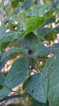Ladybugs Mating Behavior in Natural Environment - Comportamento de acasalamento de joaninhas em ambiente natural