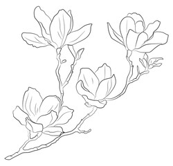 Flower Line Art, Hand Drawn Magnolia Branch, Outline Flower, Sketch, Nature, Blossom, Doodle, Plant © Elena