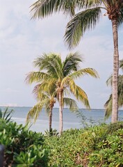 Fototapeta premium palm trees on the beach