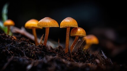 Fototapeta premium A Cluster of Delicate Orange Enoki Mushrooms Growing from Damp Forest Soil