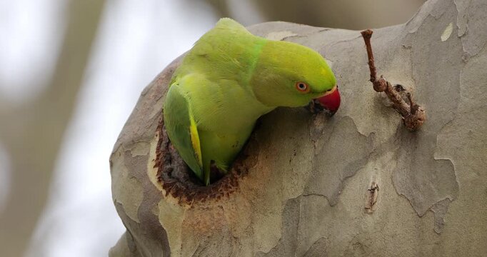 Female Rose-ringed parakeet (psittacula krameri), coming out  from the nest, Montpellier, Southern France.