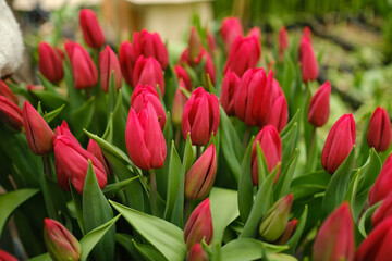 Obraz premium Close-up of red tulips in the garden, fresh buds and green leaves, spring mood