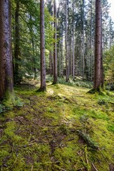 Obraz premium Bäume & Wälder