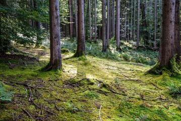 Fototapeta premium Bäume & Wälder