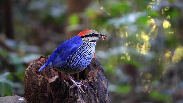 The Blue Pitta is a beautiful bird found in the wild, and its habitat is in protected forests throughout Thailand.