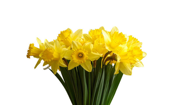 Frischer Narzissenstrau&szlig; &ndash; zarte Osterglocken als Fr&uuml;hlingsblumen isoliert auf transparentem Hintergrund