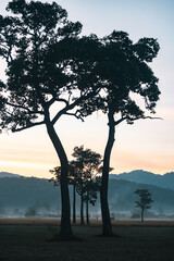 Naklejka premium Big Tree at sunrise in natural landscape environmental sustainability concept forest ecology serene countryside scenery morning light misty hills peaceful nature