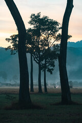 Naklejka premium Big Tree at sunrise in natural landscape environmental sustainability concept forest ecology serene countryside scenery morning light misty hills peaceful nature