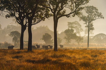 Fototapeta premium Water buffalo herd in rural Asian field with farmer agriculture lifestyle countryside landscape morning mist nature traditional farming peaceful scene