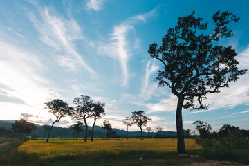 Naklejka premium Big Tree at sunrise in natural landscape environmental sustainability concept forest ecology serene countryside scenery morning light misty hills peaceful nature