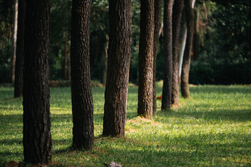 Naklejka premium Big Tree at sunrise in natural landscape environmental sustainability concept forest ecology serene countryside scenery morning light misty hills peaceful nature