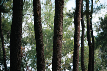 Naklejka premium Big Tree at sunrise in natural landscape environmental sustainability concept forest ecology serene countryside scenery morning light misty hills peaceful nature